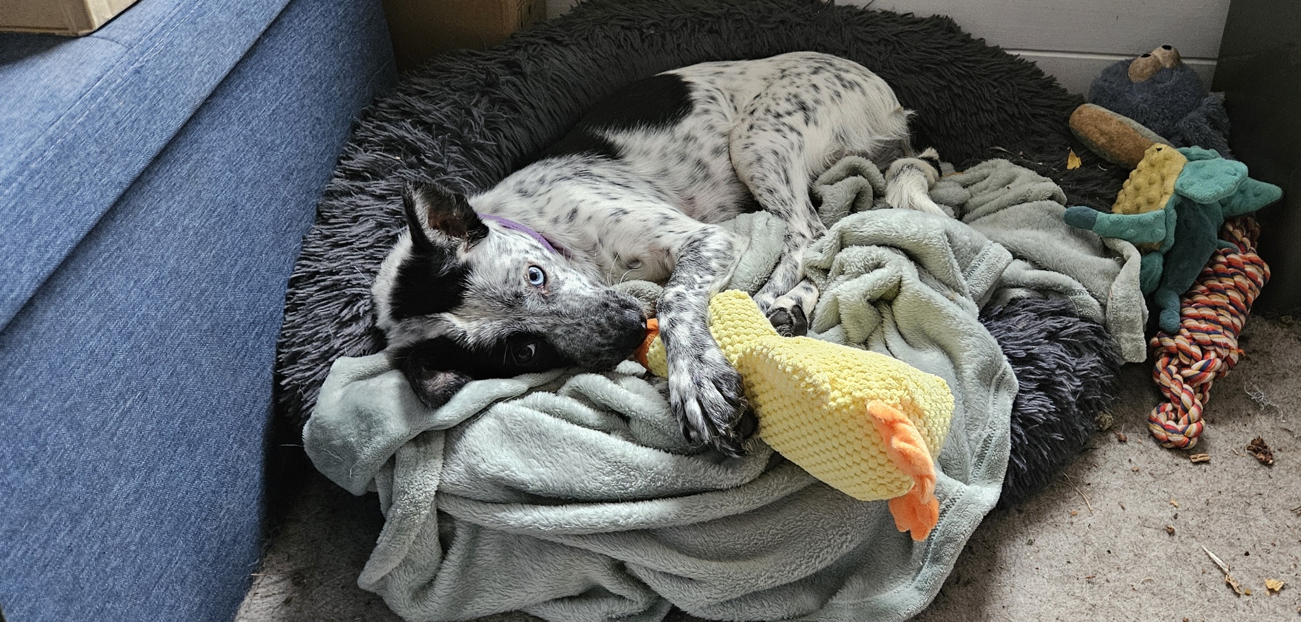 A rescue dog featured in the MossMania fostering page hero